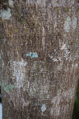 Cenostigma pluviosum