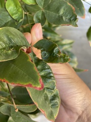 Xylella fastidiosa
