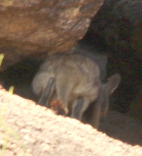 ワキスジイワワラビー