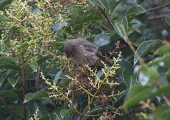 Haemorhous mexicanus