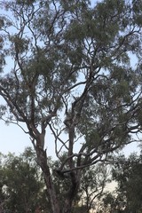 Eucalyptus tectifica