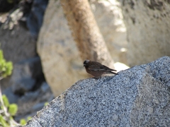 Leucosticte tephrocotis dawsoni