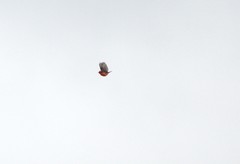 Pyrocephalus rubinus