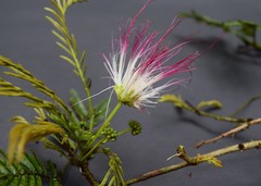 Calliandra pittieri