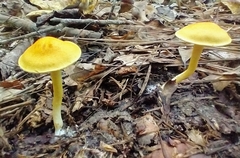 Cortinarius lewisii