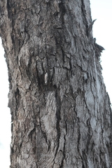 Eucalyptus tectifica