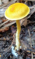 Cortinarius lewisii