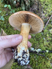 Thaxterogaster microspermus