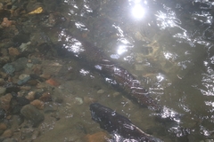 Oncorhynchus tshawytscha