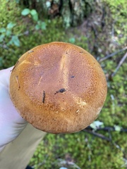 Thaxterogaster microspermus