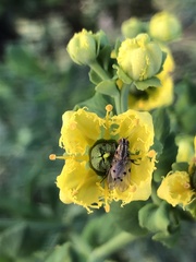 Anthomyia punctipennis