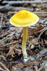 Cortinarius lewisii