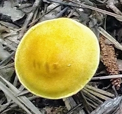 Cortinarius lewisii