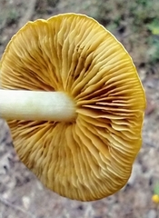 Cortinarius lewisii