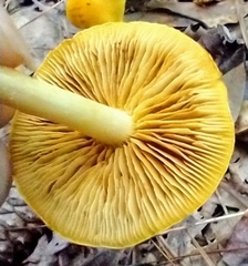 Cortinarius lewisii