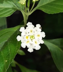 Lantana canescens