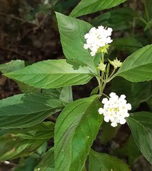 Lantana canescens