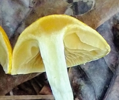 Cortinarius lewisii