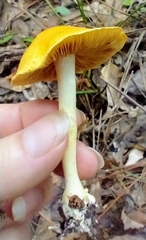 Cortinarius lewisii