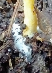 Cortinarius lewisii