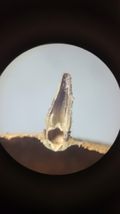 Caryomyia caminata
