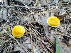 Cortinarius lewisii