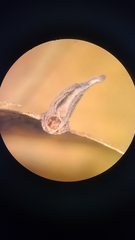 Caryomyia caminata