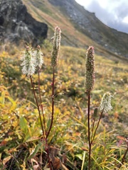 Sanguisorba