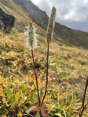 Sanguisorba