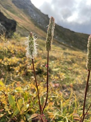 Sanguisorba