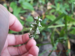 Spiranthes ovalis