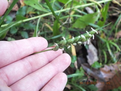 Spiranthes ovalis