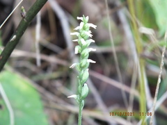 Spiranthes ovalis