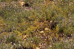 Drosera stricticaulis