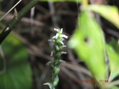 Spiranthes ovalis