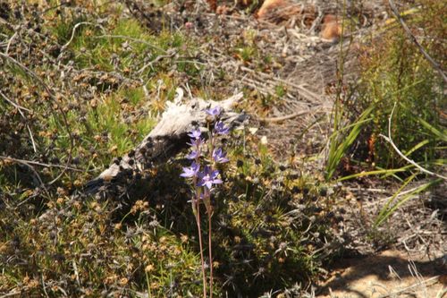 Image of Thelymitra petrophila by (c) Em Lamond, some rights reserved (CC BY)