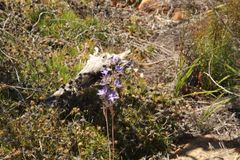 Thelymitra petrophila