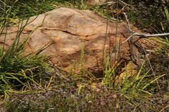 Microtis eremaea