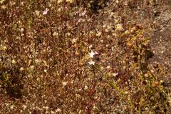 Drosera stricticaulis