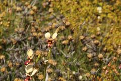 Diuris picta