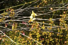 Diuris picta