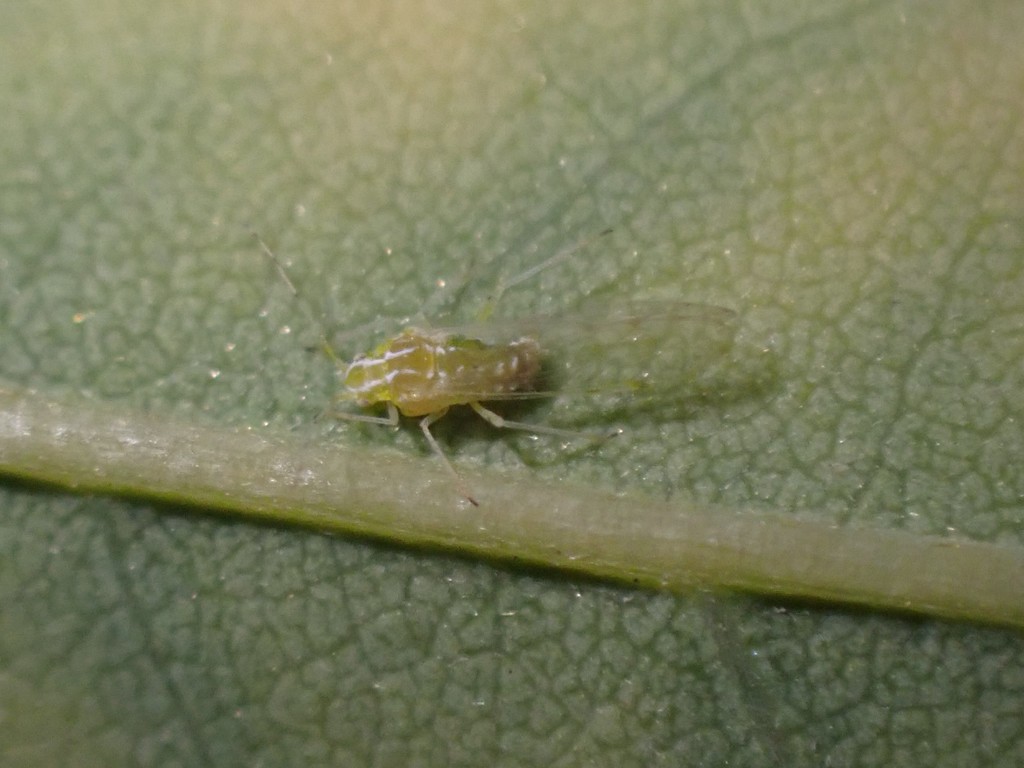 Black Locust Aphid