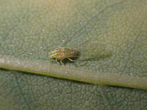 Black Locust Aphid
