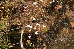 Stylidium obtusatum