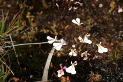 Stylidium obtusatum