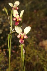 Diuris picta