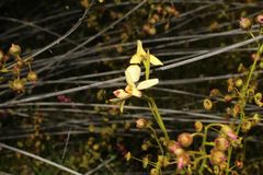 Diuris picta