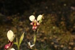 Diuris picta