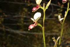 Diuris picta