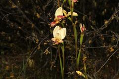 Diuris picta